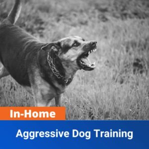 In-Home Aggressive Dog Training