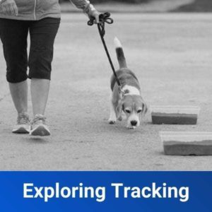 Exploring Tracking