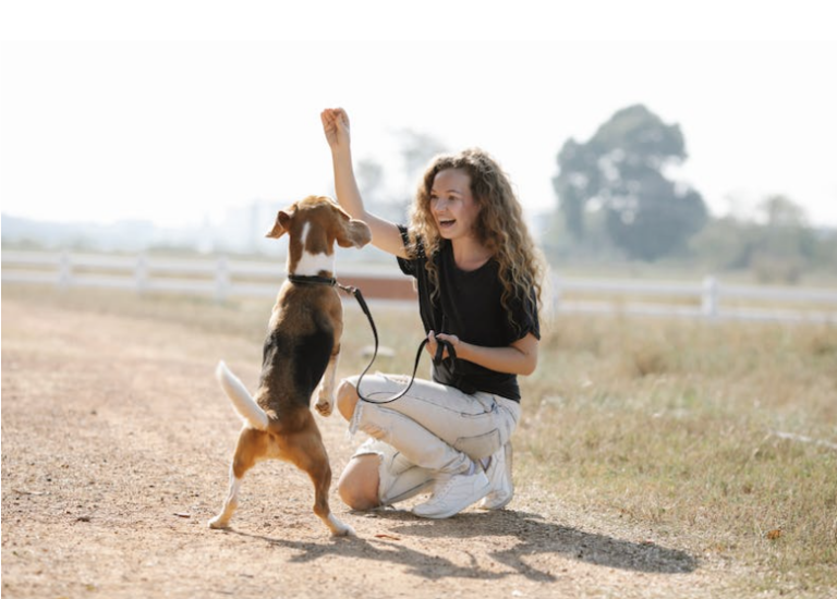 What is a dog training?