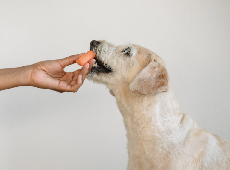 homemade recipes for dog