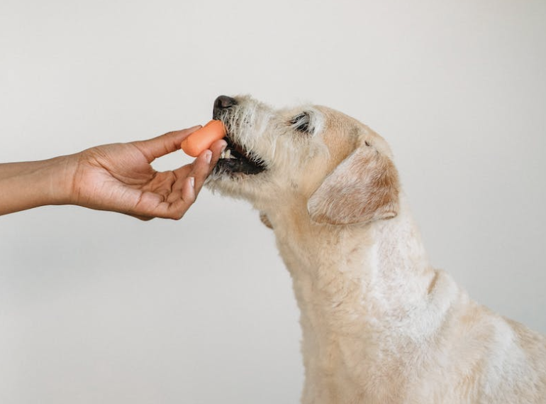 homemade recipes for dog