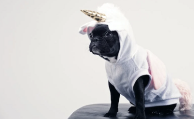6 DIY Cute Dog Accessories You Can Do At Home