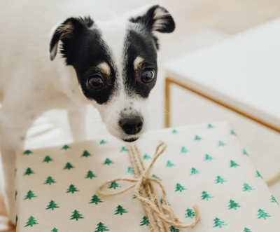 15 Best Christmas Gift Ideas for Dogs This 2023 | Image from Pexels