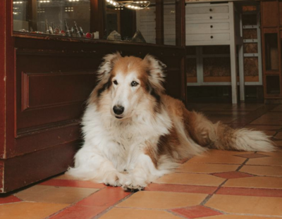 5 Dog-Friendly Restaurants In Norfolk Virginia Beach