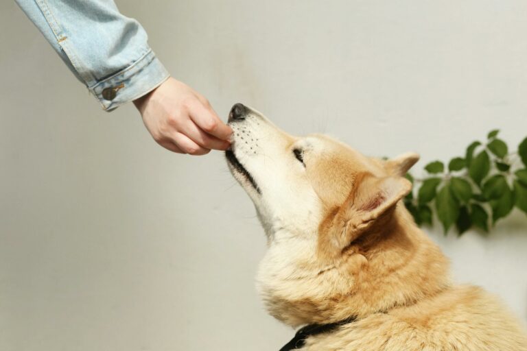 7 Essential Meat for Your Dog's Diet