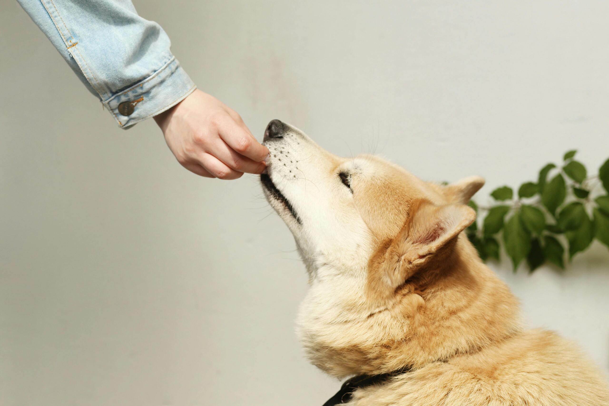 7 Essential Meat for Your Dog's Diet