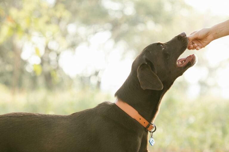 7 Foods That May Be Bad for Your Dogs Health | Image From Pexel