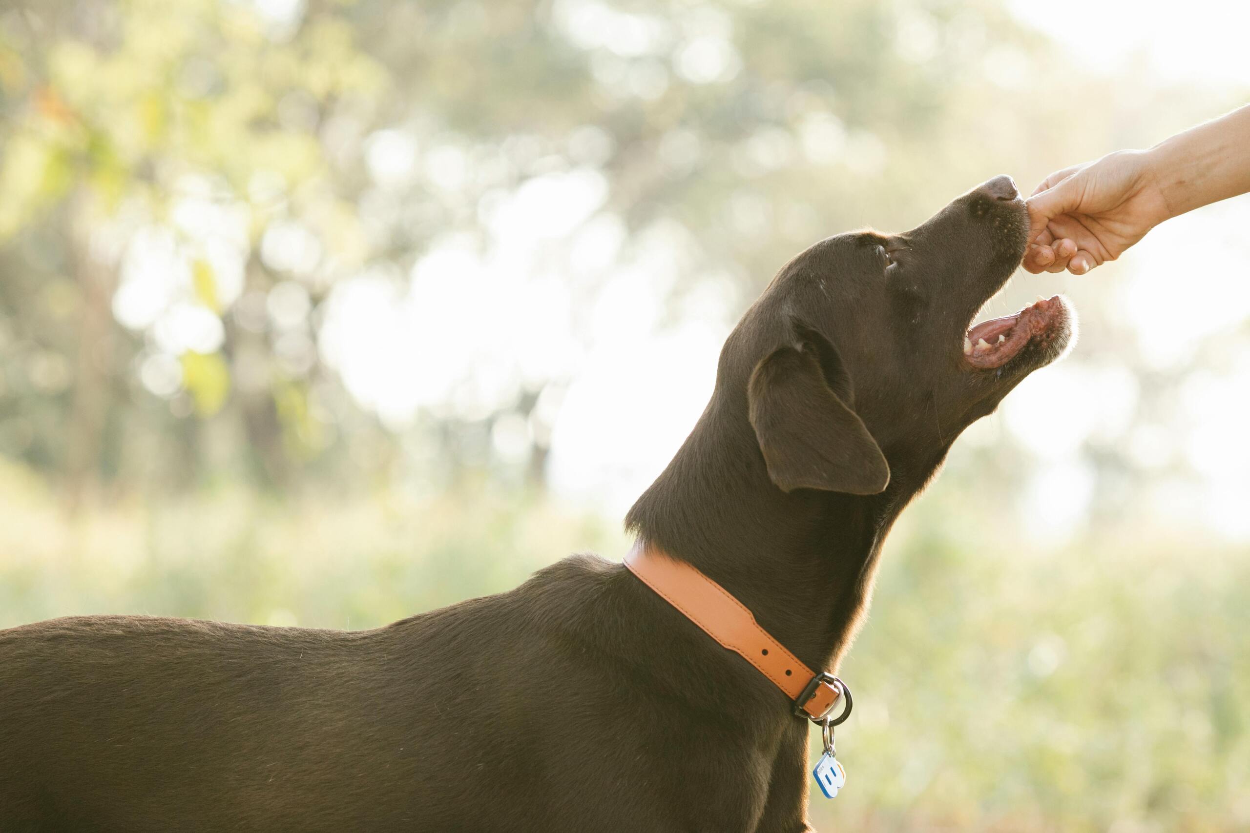 7 Foods That May Be Bad for Your Dogs Health | Image From Pexel